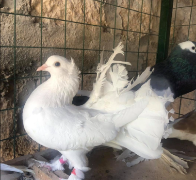 Be a Farmer for a Day in Jerash