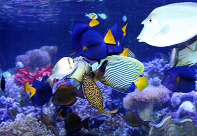 Aqaba Aquarium