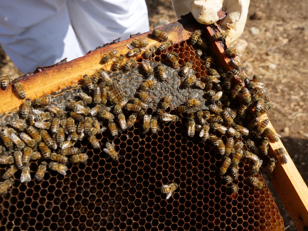 Beehive Tours