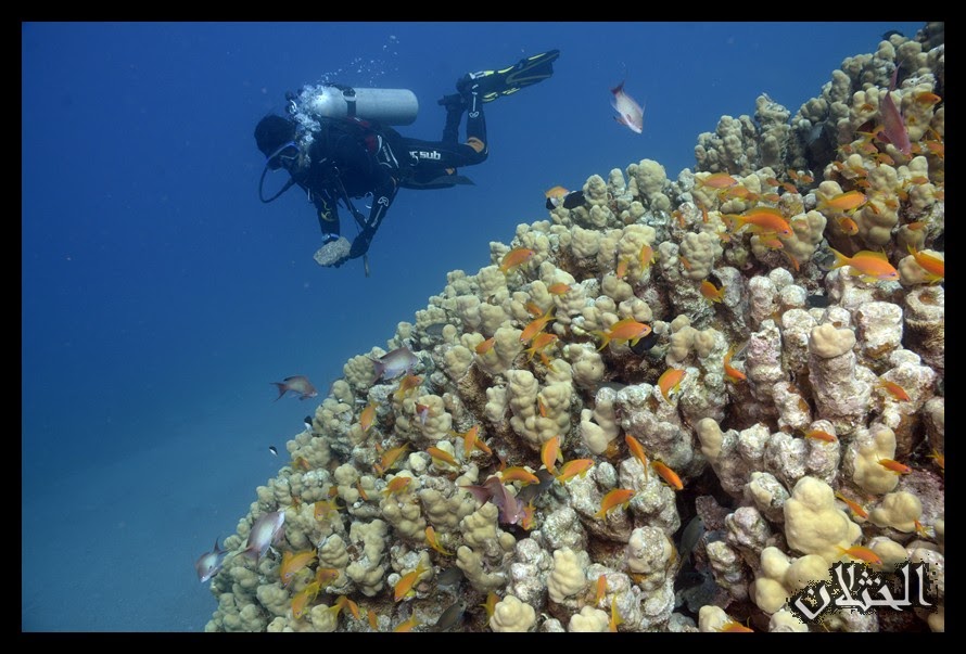 Scuba Diving - Boat