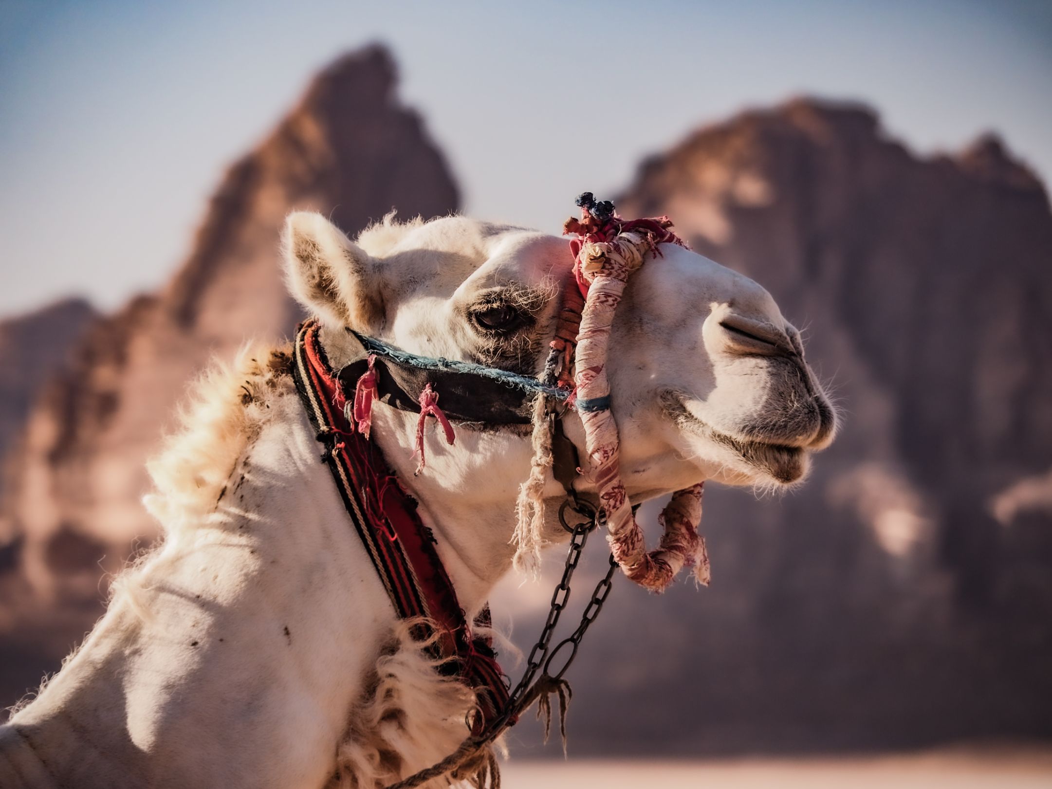 Petra and Wadi Rum Two Day Tour from Jerusalem