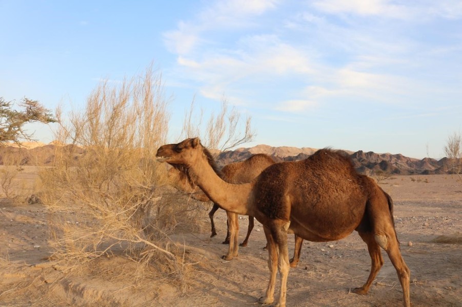 From Wadi Araba: Wadi Araba Safari - Full Day