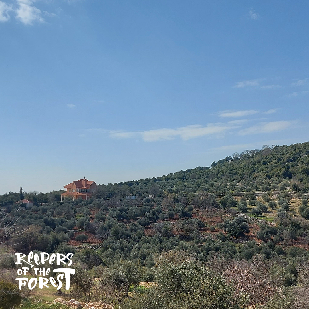 From Amman: Jerash Forest Trial