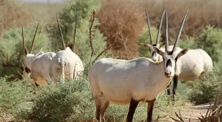Oryx Safari Tour