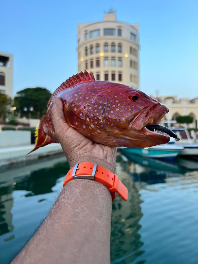 Aqaba Fishing Trip - Doctor Sea