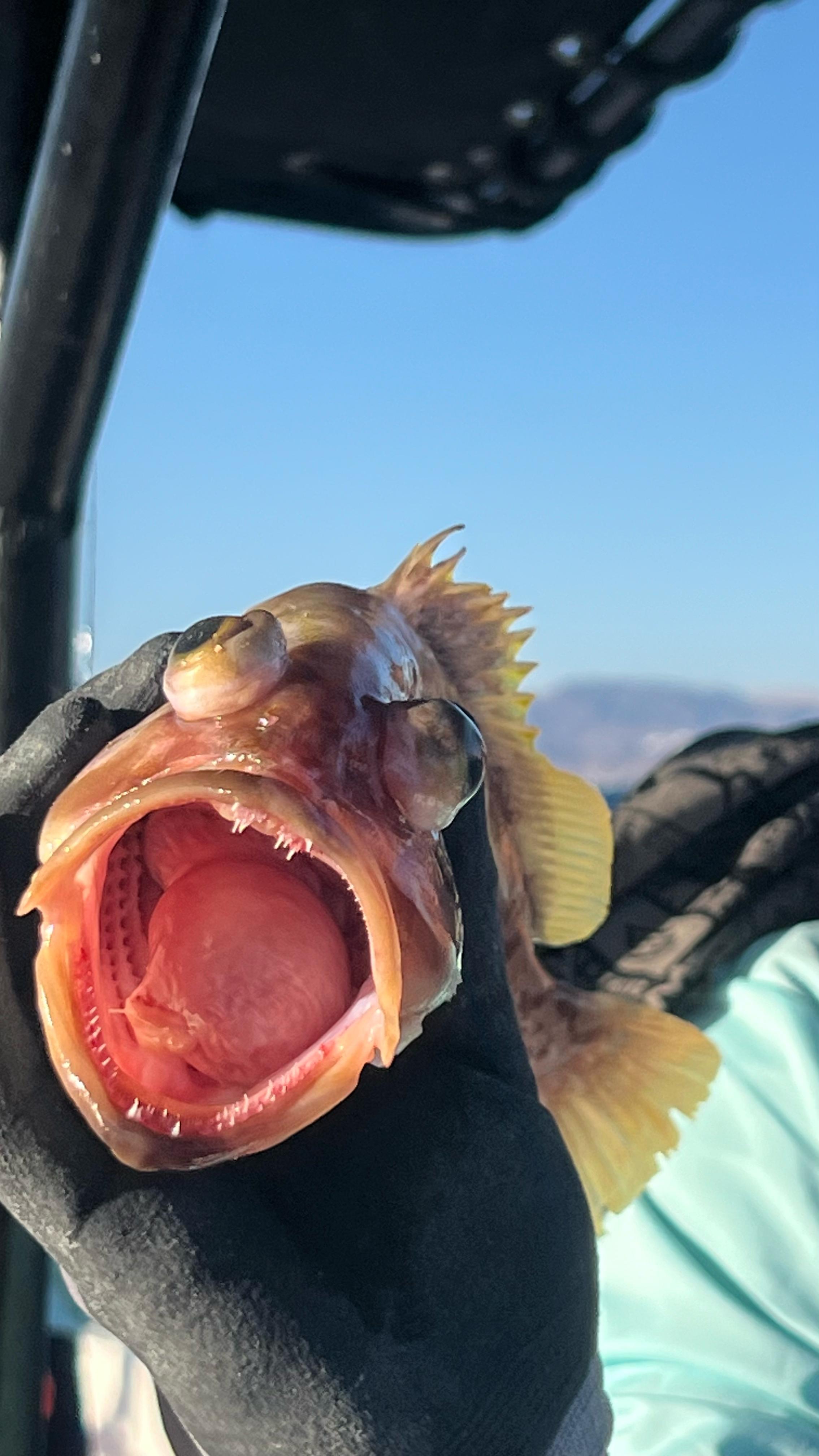 Aqaba Fishing Trip - Doctor Sea