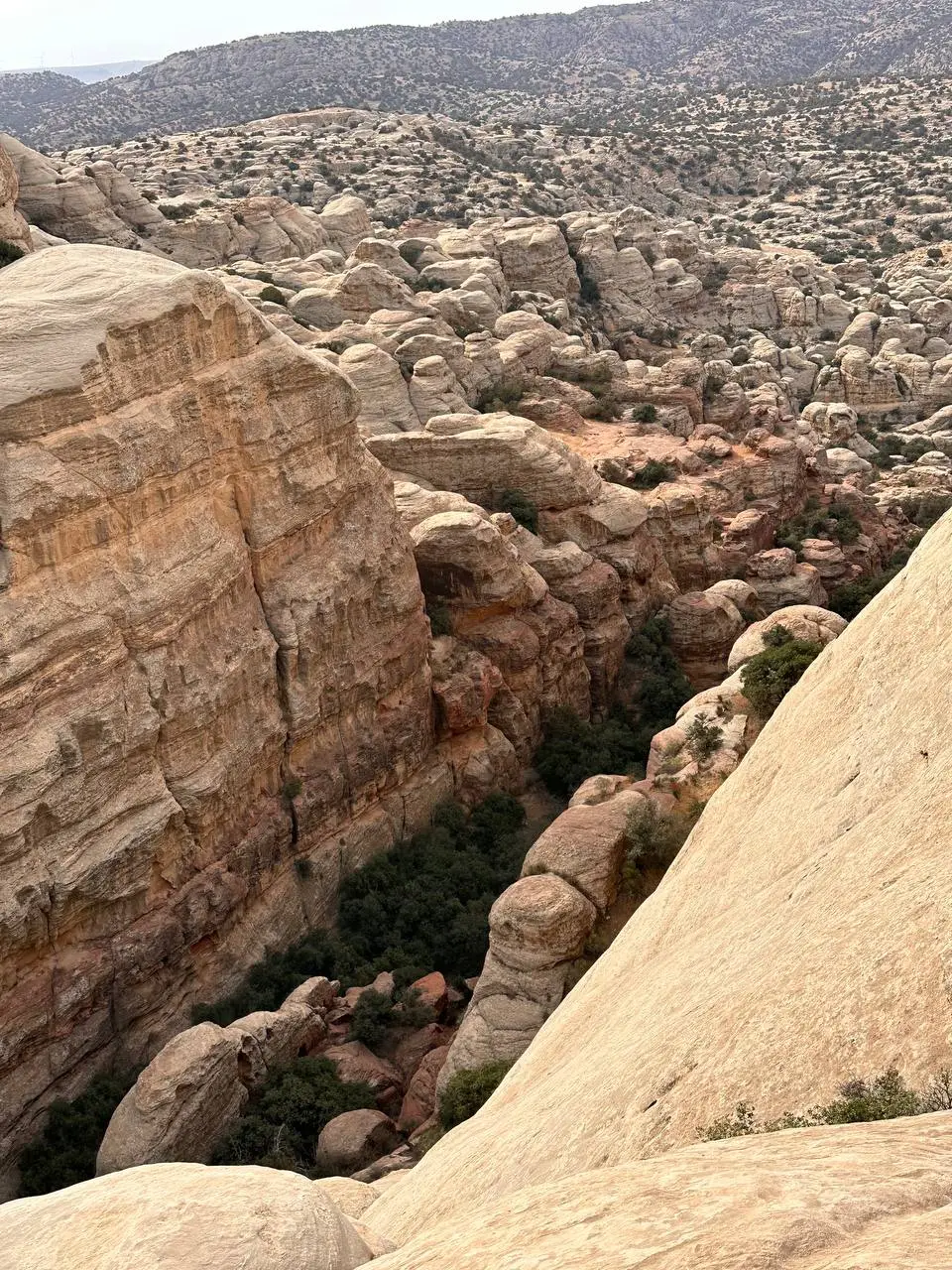 Dana Reserve Hike – Shaq Al-Reesh Trail (3 Hours)